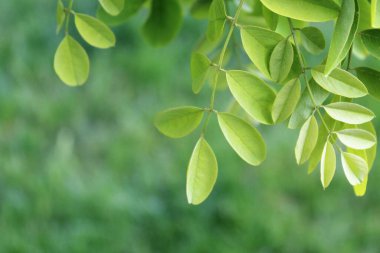 Bahçede yeşil yapraklar