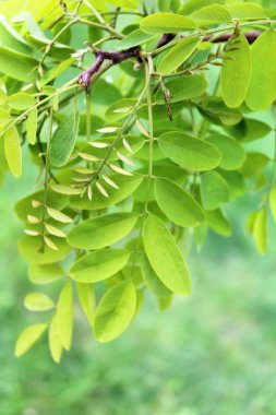 Güzel botanik fotoğrafı, doğal duvar kağıdı.