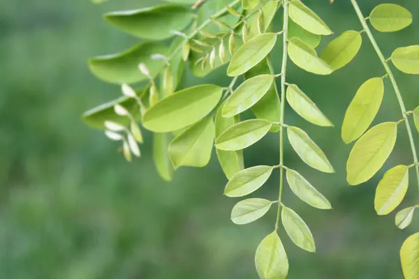 Bahçede yeşil yapraklar