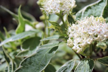 Güzel çiçekler, çiçek konsepti