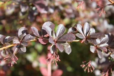 Güzel botanik fotoğrafı, doğal duvar kağıdı.