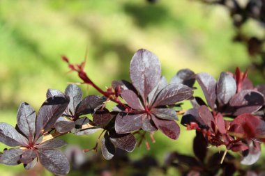 Güzel botanik fotoğrafı, doğal duvar kağıdı.