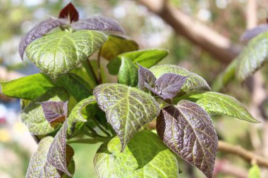 Bahçedeki genç bir yaprağa yaklaş.