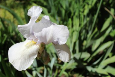 Yeşil çim arka planda beyaz iris