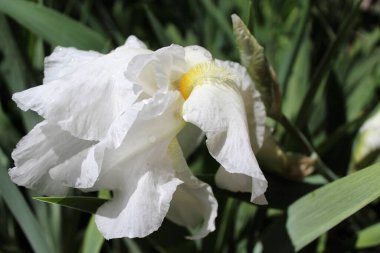 Yeşil çimlerin üzerinde beyaz iris çiçeği