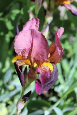 Bahçedeki güzel çiçekler