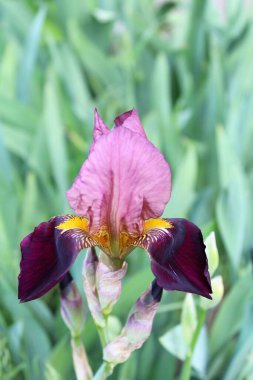 Bahçedeki güzel iris çiçeği