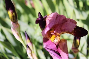 Bahçedeki güzel iris çiçekleri