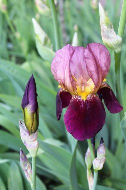 Bahçedeki güzel iris çiçekleri