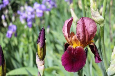 Bahçedeki güzel çiçekler