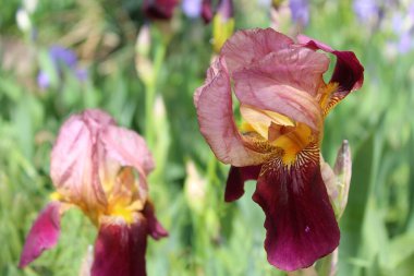 Güzel botanik fotoğrafı, doğal duvar kağıdı.