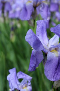 Bahçedeki güzel mor süsen çiçekleri