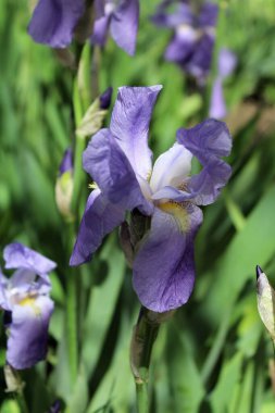 Baharın güneşli günlerinde bahçede büyüyen güzel çiçekler.