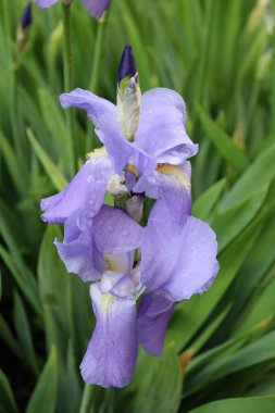 İlkbaharda mor süsen çiçeği