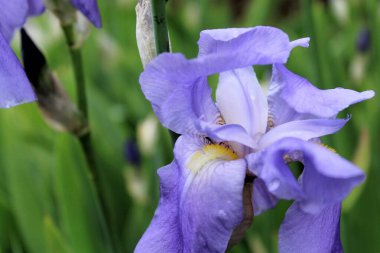 İlkbaharda mor süsen çiçeği