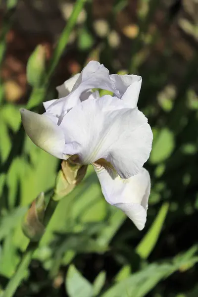 Bahçedeki güzel beyaz süsen çiçeği