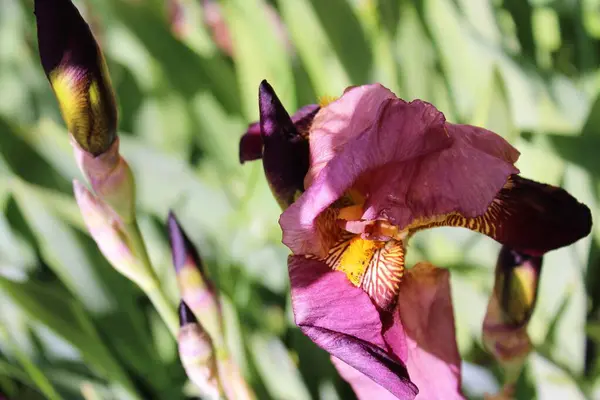 Bahçedeki güzel iris çiçekleri