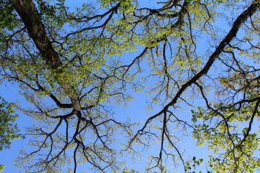 Ormanda yeşil ağaçlar