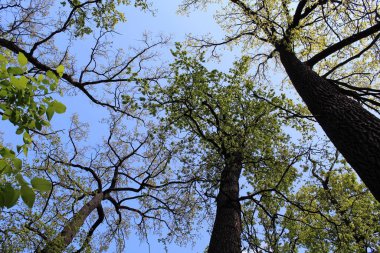 Ormandaki ağaç dalları