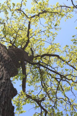 İlkbaharda ağaçlar, yapraklı huş ağaçları