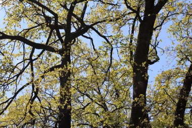 İlkbaharda ağaçlar, yapraklı huş ağaçları
