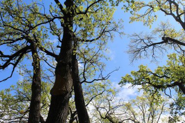 İlkbaharda ağaçlar, yapraklı huş ağaçları