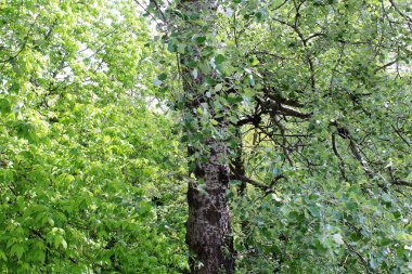 İlkbaharda ağaçlar, yapraklı huş ağaçları