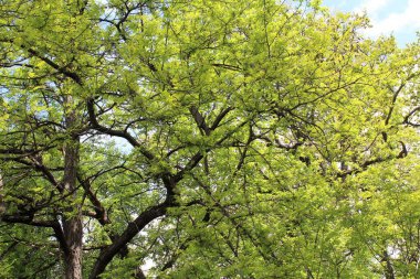İlkbaharda ağaçlar, yapraklı huş ağaçları