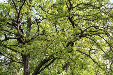 İlkbaharda ağaçlar, yapraklı huş ağaçları