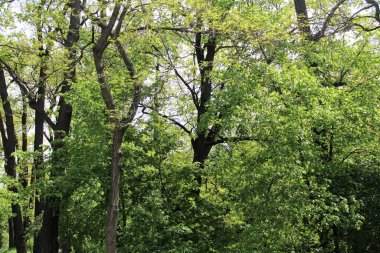 İlkbaharda ağaçlar, yapraklı huş ağaçları
