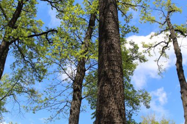 İlkbaharda ağaçlar, ormanda ağaçlar