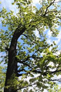 İlkbaharda ağaçlar, ormanda ağaçlar