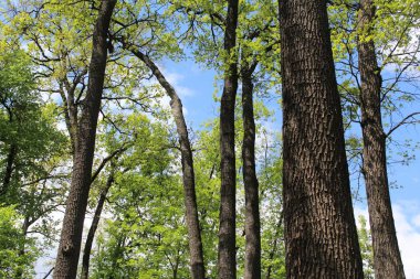 İlkbaharda ağaçlar, ormanda ağaçlar
