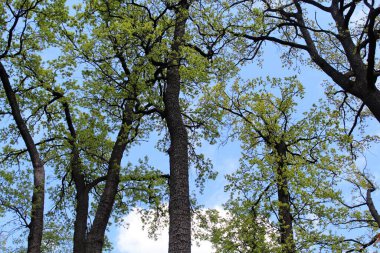 İlkbaharda ağaçlar, ormanda ağaçlar
