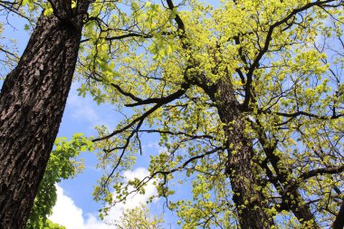 İlkbaharda ağaçlar, ormanda ağaçlar