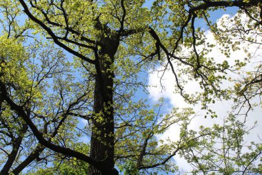 İlkbaharda ağaçlar, parkta ağaçlar