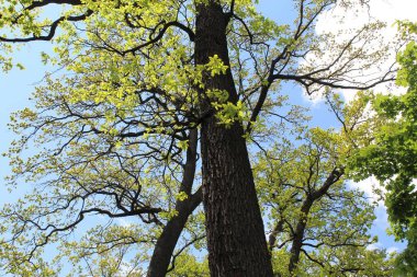 İlkbaharda ağaçlar, parkta ağaçlar
