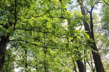 İlkbaharda ağaçlar, parkta ağaçlar