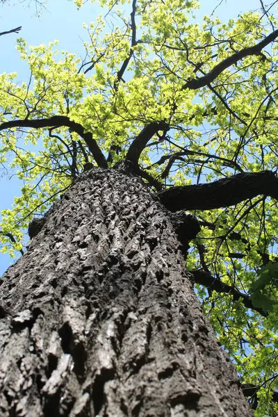 Ağaç gövdesi, doğa bitki örtüsü.