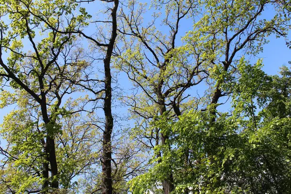 Ormandaki ağaç dalları