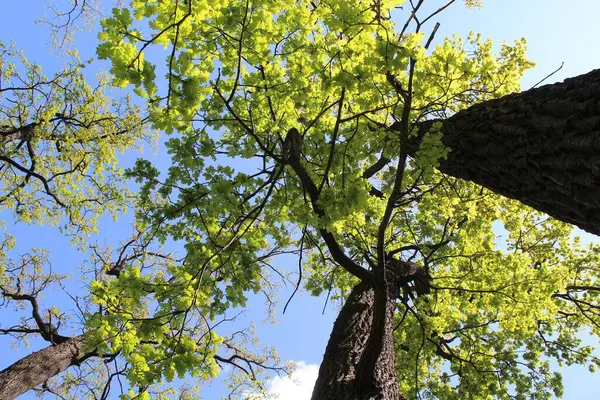 Doğada ağaç dalları, bitki örtüsü