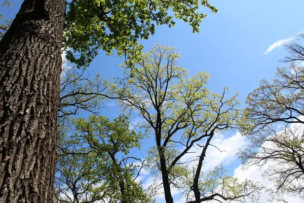 Ağaç dalları, doğa ortamı