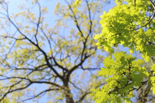 Ormanda yeşil yapraklar