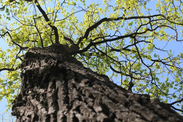 İlkbaharda ağaçlar, yapraklı huş ağaçları