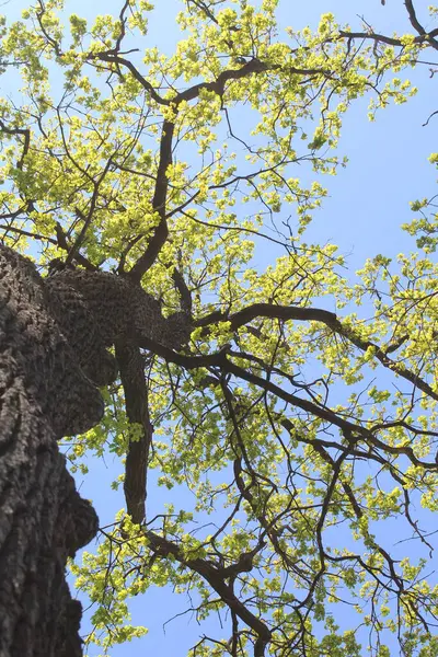 İlkbaharda ağaçlar, yapraklı huş ağaçları