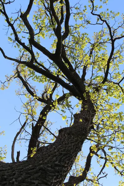 İlkbaharda ağaçlar, yapraklı huş ağaçları