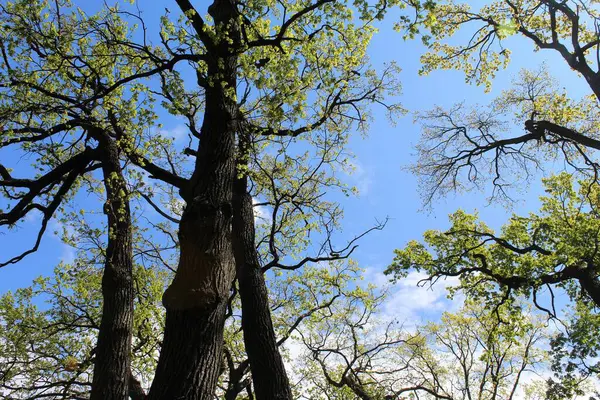 İlkbaharda ağaçlar, yapraklı huş ağaçları