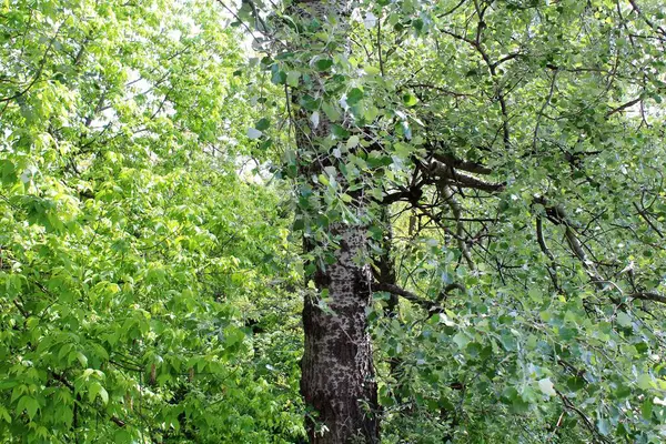 İlkbaharda ağaçlar, yapraklı huş ağaçları