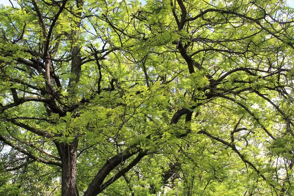 İlkbaharda ağaçlar, yapraklı huş ağaçları