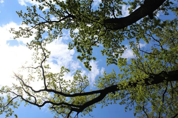 İlkbaharda ağaçlar, parkta ağaçlar